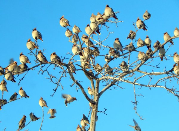 Воробей чирикает