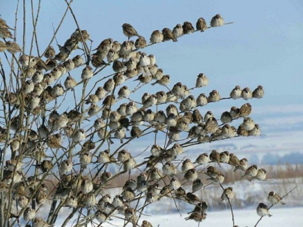 Весна птицы