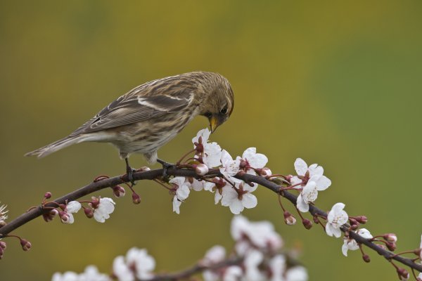 Домовой Воробей гнездо