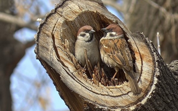 Воробей поет