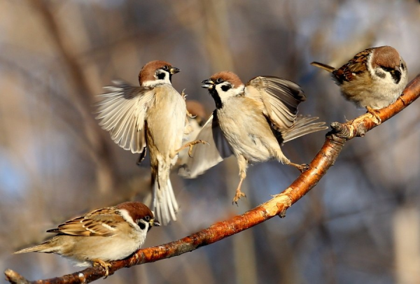 Воробьи - барометры природы