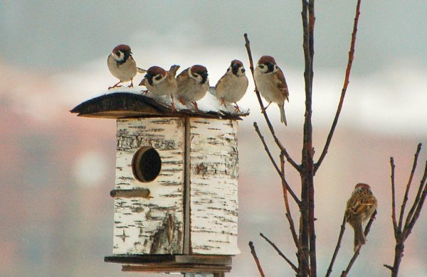 Воробьи живые
