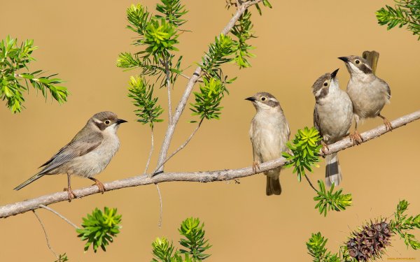 Воробушки весной