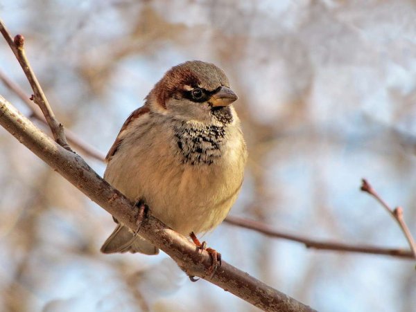 Птица на ветке