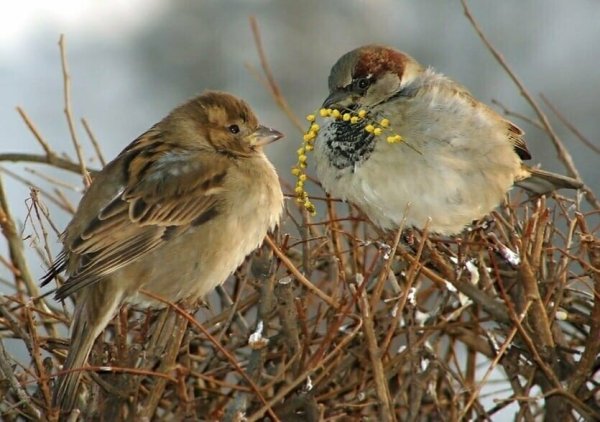 Весенние птицы живопись