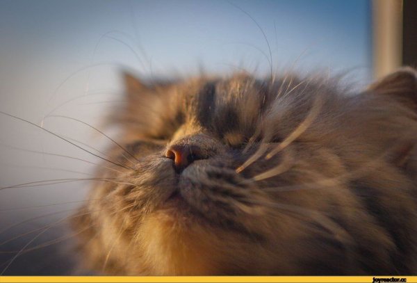 Кот чует весну