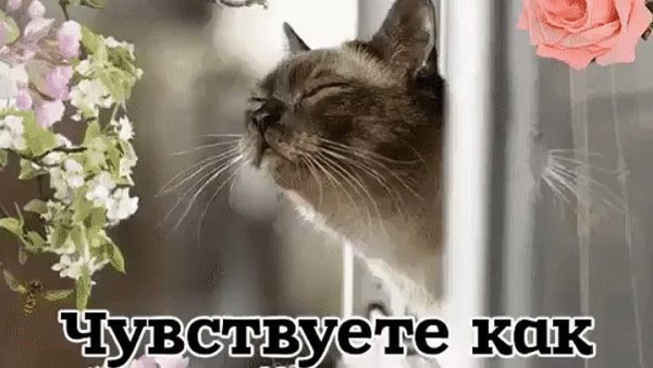 Открытки пахнет весной