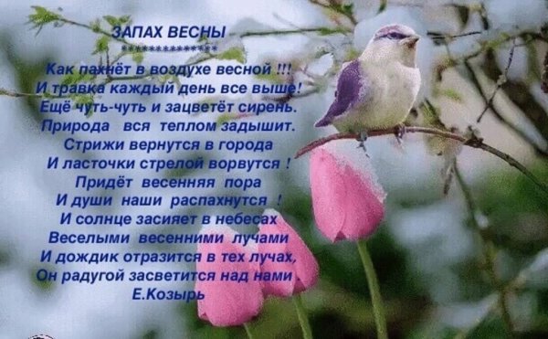 Кот нюхает цветы