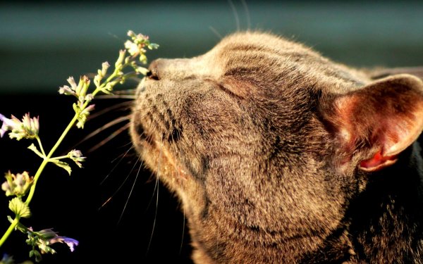 Весна радость счастье