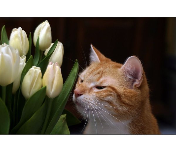 Пахнешь кот