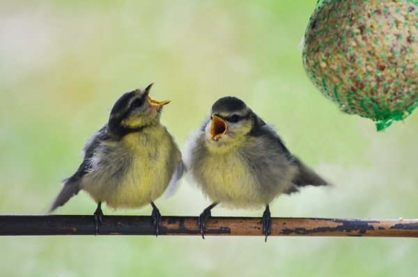 Птенец синички