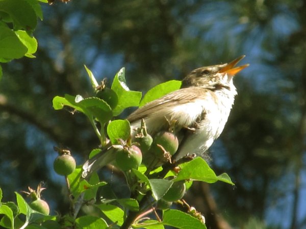 Соловей в природе