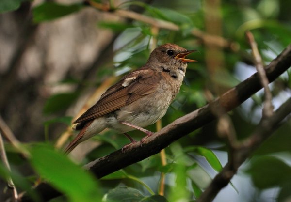 Соловей в лесу