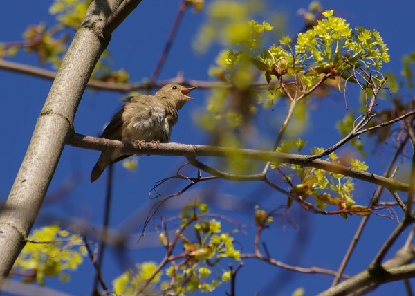Птицы весной в лесу