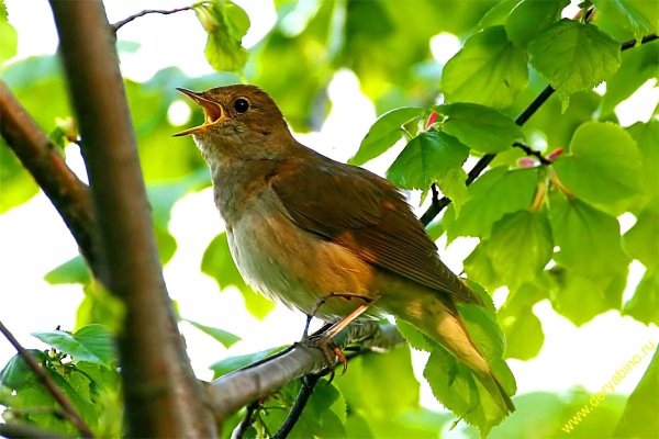 Соловей птичка певчая