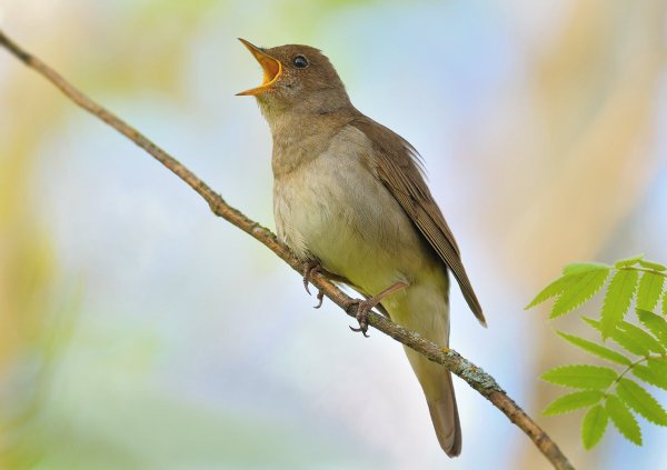 Соловей птичка певчая
