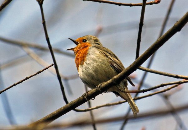 Певчие птицы Ленинградской области Соловей