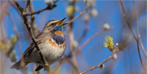 Птицы щебечут