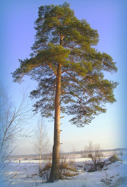 Сосна обыкновенная дерево