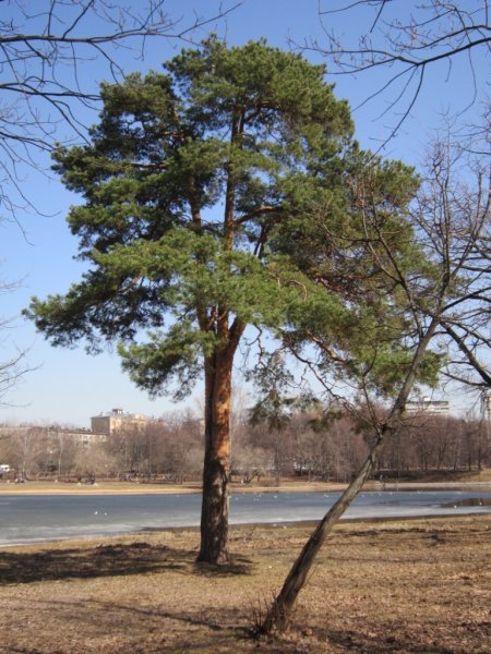 Весна сосны