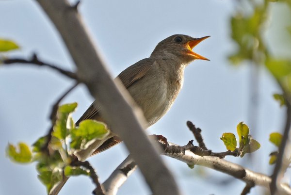 Соловей Уральский
