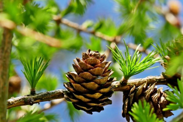 Хвоя Южной сосны