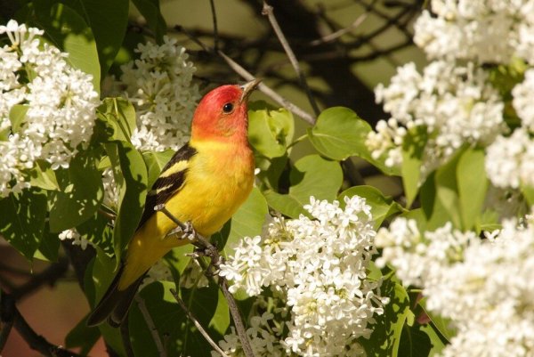 Птицы в цветущем саду
