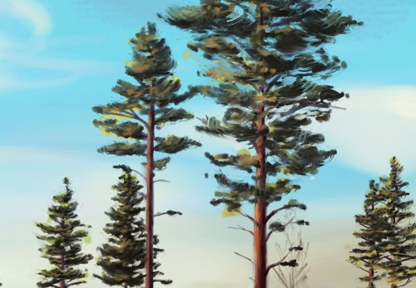 Сосна арт