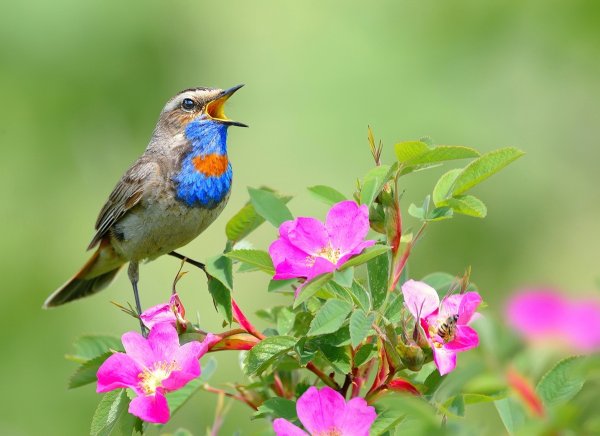 Птица варакушка пение
