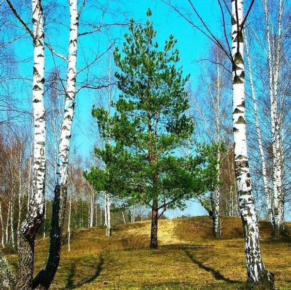 Береза и сосна