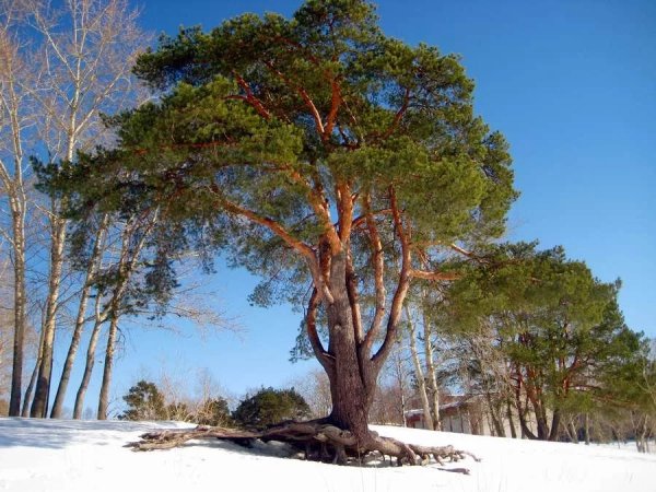 Сосновые деревья