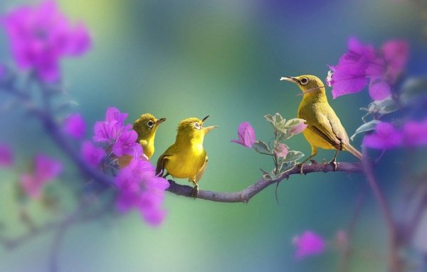 Весеннее пение птиц