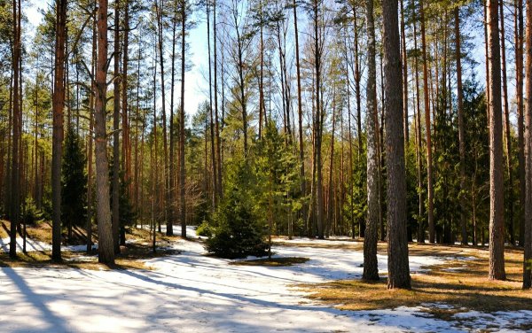 Суксун Сосновый Бор