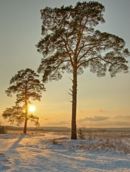 Сосна зимой