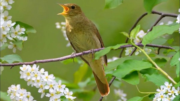 Соловьиный край Курск