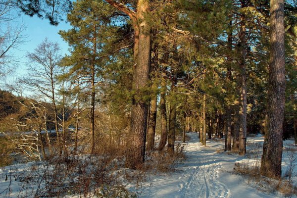 Сосновый лес ранней весной