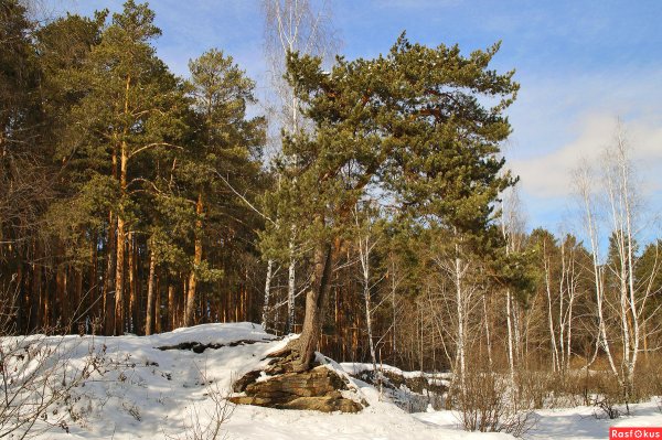 Март таяние Сосновый лес март шишки живопись