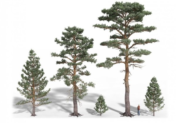 Сосна Сибирская кедр Сибирский