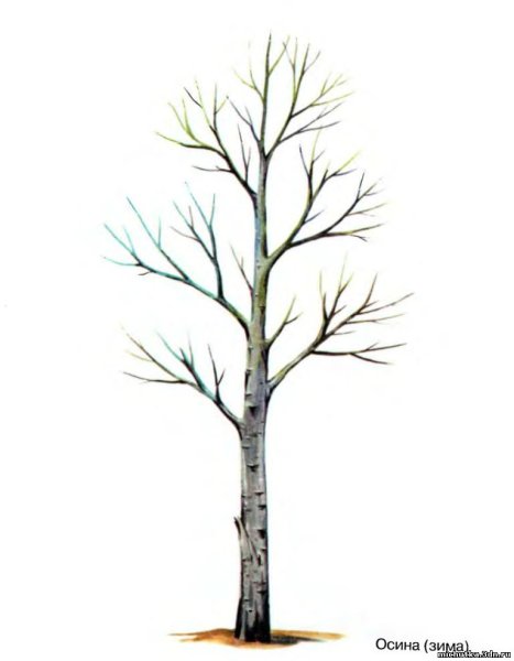 Дерево береза без листьев