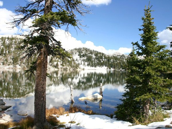 Река зимой с соснами