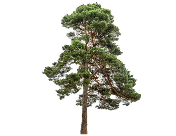 Сосна для детей