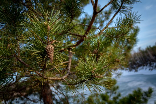 Сосна обыкновенная Pinus