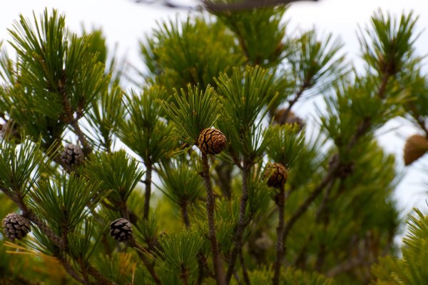 Кедр Даурский