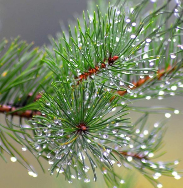 Красивая веточка сосны