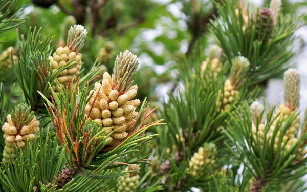 Сосна Пицундская шишки