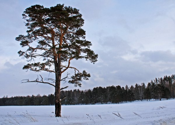 Сосна обыкновенная Финляндия