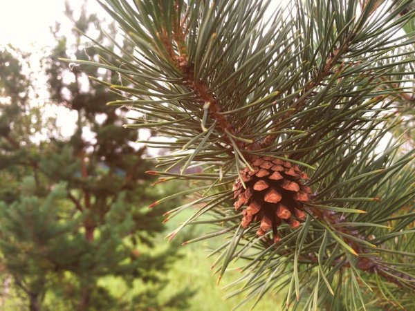 Сосна для дошкольников