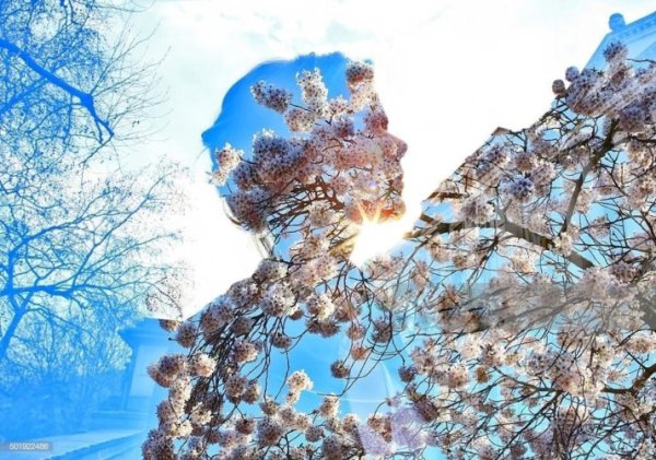 Лес в разные времена года