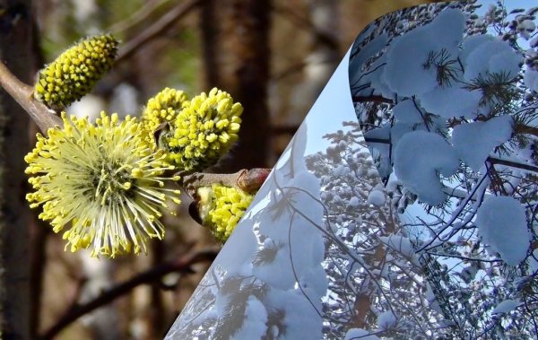 Пейзаж в четырёх времени года