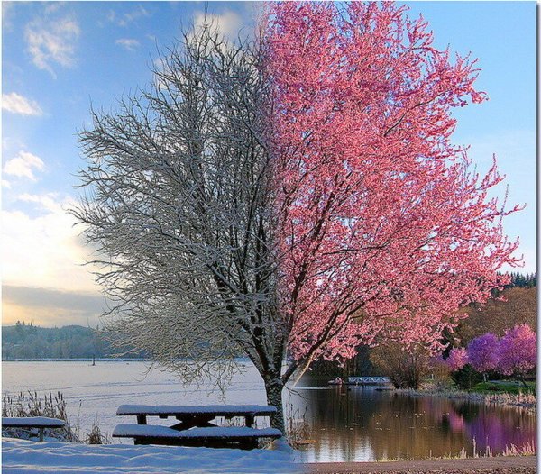 Растения зимой и летом